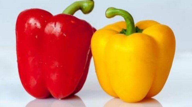 15693-ilustrasi-paprika (1)
