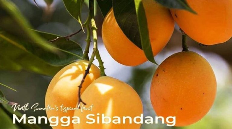 20210826150651-1-jadi-komoditas-andalan-nikmati-lezatnya-3-buah-khas-sumut-002-fatimah-rahmawati (2)