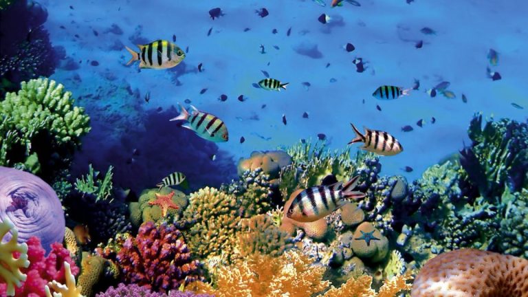 taman-laut-bunaken-1200x675