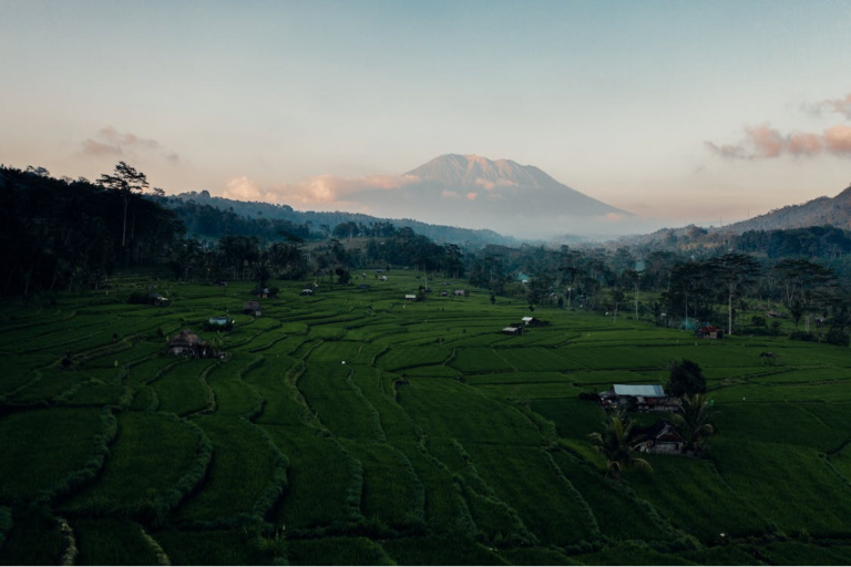 sawah indonesia